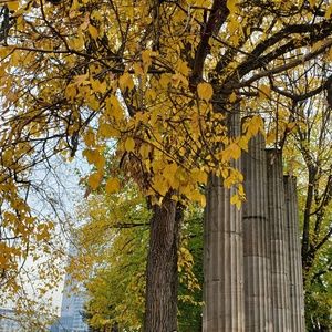 Meet your Posher, Rose anne